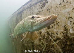Pike photohraphed in Wraysbury lake , Middlesex, UK, with... by Nick Blake 